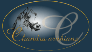 info@chandrarabians.com